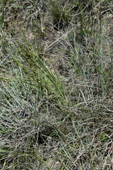 Thesium scirpioides