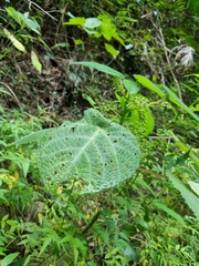 Dendrocnide moroides