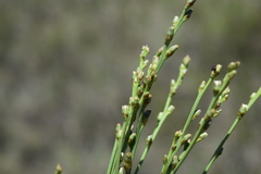 Thesium scirpioides