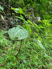 Dendrocnide moroides