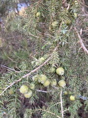 Juniperus macrocarpa