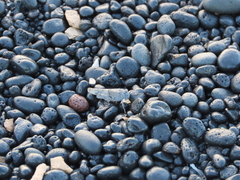 Sphingonotus pachecoi