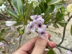 Myoporum bontioides