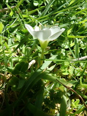 Oxalis magellanica