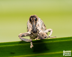 Eutyrhinus meditabundus