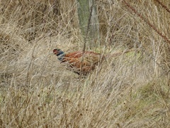 Phasianus colchicus