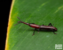 Brentidae