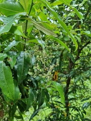 Argophyllum nullumense