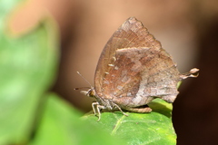 Mahathala ameria