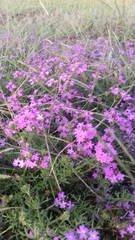 Glandularia tenera