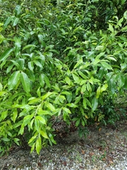 Argophyllum nullumense