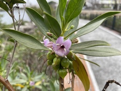Myoporum bontioides