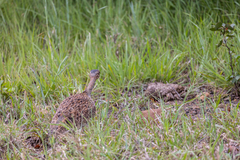 Eupodotis ruficrista
