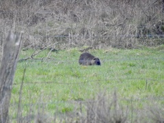 Myocastor coypus