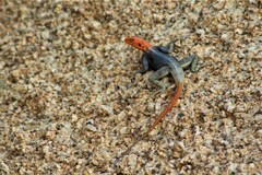 Agama planiceps