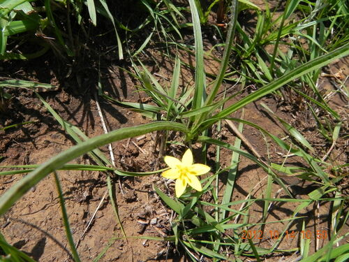 Image of Hypoxis angustifolia by no rights reserved