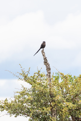 Lanius melanoleucus