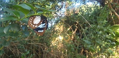 Charaxes wakefieldi