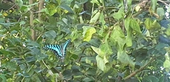 Graphium antheus