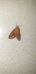 Tumicla sagenaria