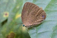Arhopala