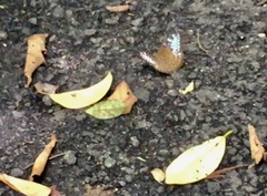 Tanaecia godartii