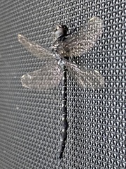 Austroaeschna anacantha