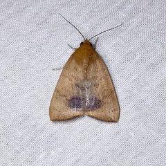 Detounda leptoplasta