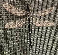 Austroaeschna anacantha