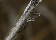 Gynacantha