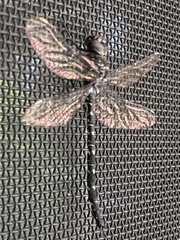 Austroaeschna anacantha