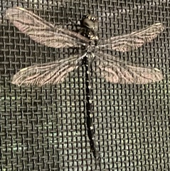 Austroaeschna anacantha