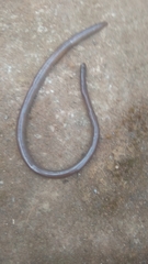 Typhlopidae