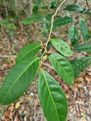 Glochidion ferdinandi pubens