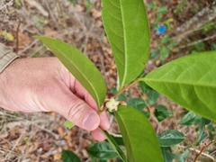 Glochidion ferdinandi pubens