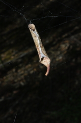 Phonognatha