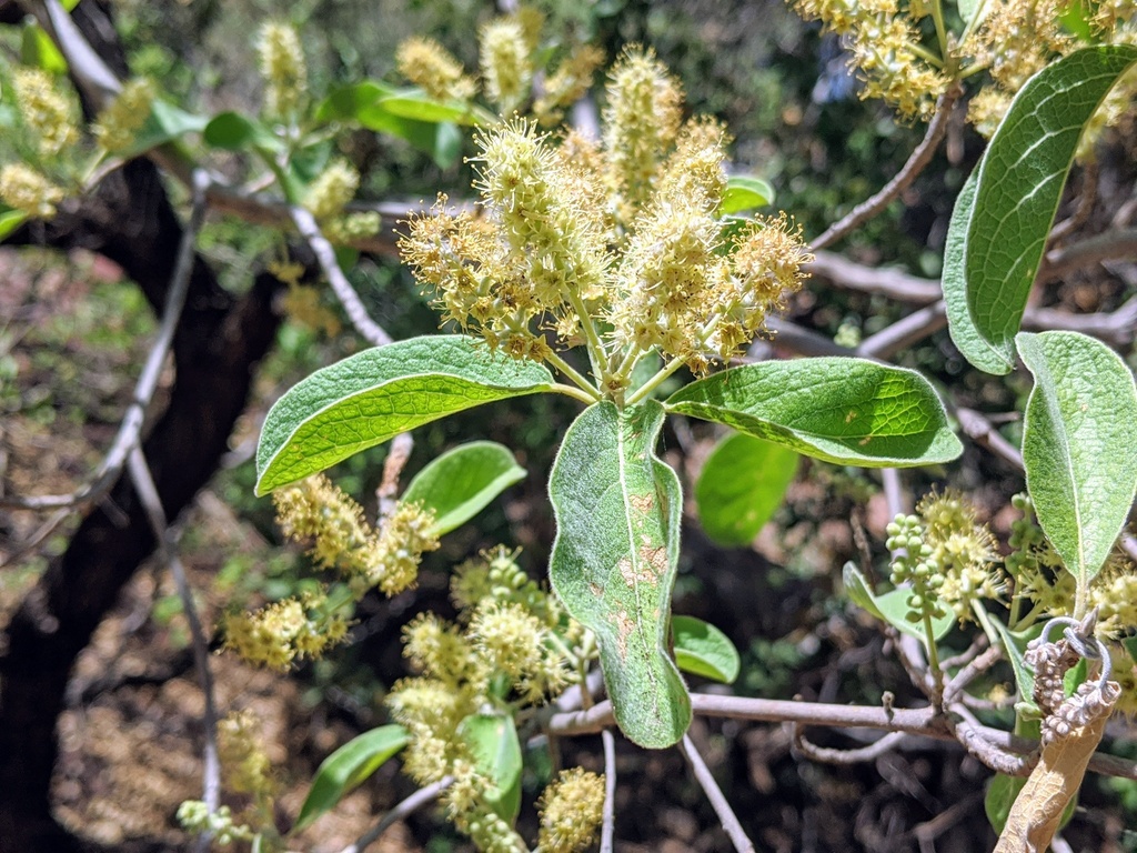 Terminalia canescens from Lawn Hill Gorge, Boodjamulla (Lawn Hill ...