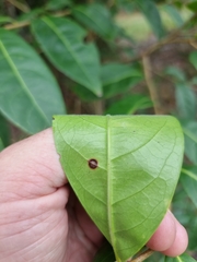 Glochidion ferdinandi pubens