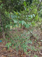 Glochidion ferdinandi pubens