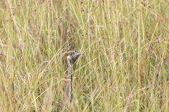 Lissotis melanogaster