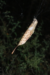 Phonognatha