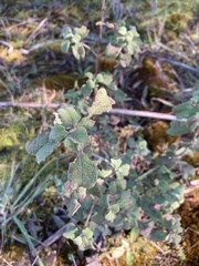 Cistus salviifolius