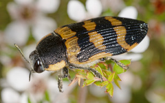 Temognatha mitchellii