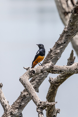 Thamnolaea cinnamomeiventris