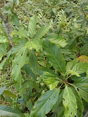 Elaeocarpus serratus