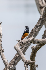 Thamnolaea cinnamomeiventris