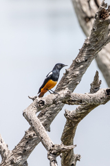 Thamnolaea cinnamomeiventris