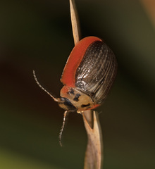 Paropsisterna agricola
