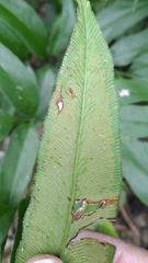 Coniogramme intermedia