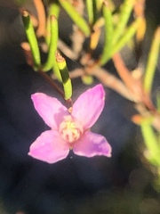 Boronia filifolia